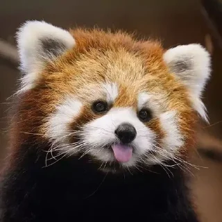 Sticker from Red panda
