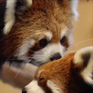 🌹 emoji red panda @vsdrz Telegram sticker 23 of 25