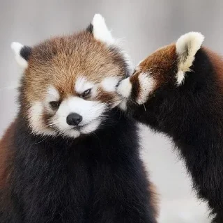 Sticker from Red panda