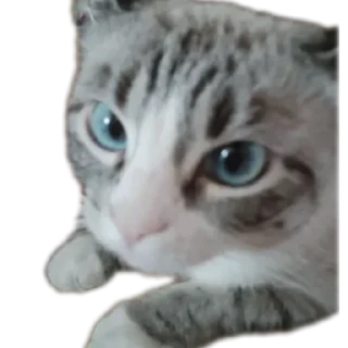 Sticker from Мята дурята