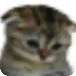 Sticker from kitty