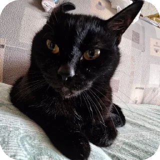 Sticker from black kitty
