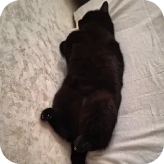 Sticker from black kitty