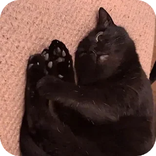 Sticker from black kitty