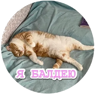 🙇‍♀️ emoji Алекс Telegram sticker 24 of 32