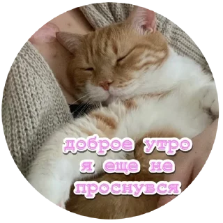 🌞 emoji Алекс Telegram sticker 13 of 32