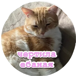 🫢 emoji Алекс Telegram sticker 17 of 32