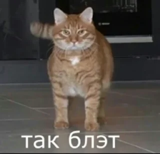 🤨 emoji Брайн Мапс Telegram sticker 8 of 44