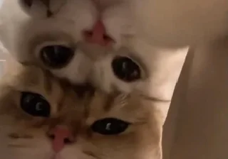 Sticker from котики🐱