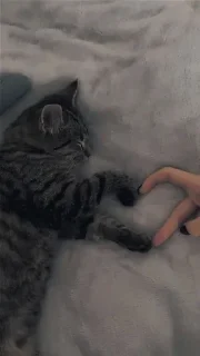 Sticker from котики🐱