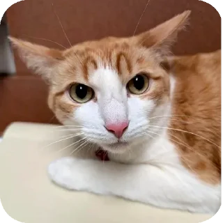 Sticker from Funny animals 🐾