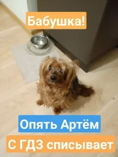 😂 emoji Моя собака - @minecraft4ik_1 s Telegram sticker 18 of 32