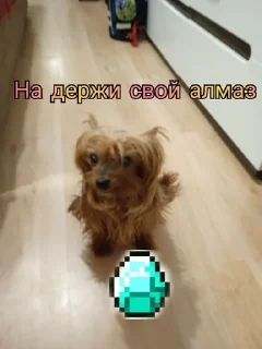 💎 emoji Моя собака - @minecraft4ik_1 s Telegram sticker 19 of 32