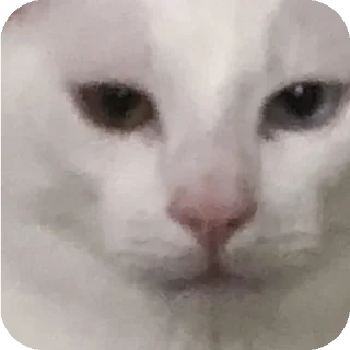 Sticker from Funny animals 🐾