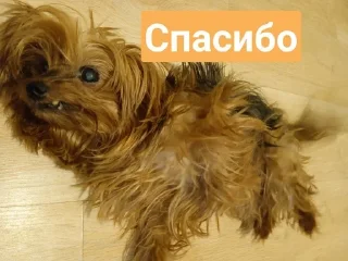 😊 emoji Моя собака - @minecraft4ik_1 s Telegram sticker 23 of 32