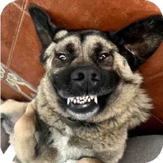 Sticker from Funny animals 🐾