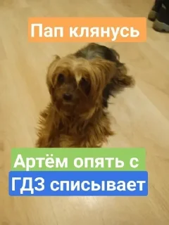 😂 emoji Моя собака - @minecraft4ik_1 s Telegram sticker 13 of 32