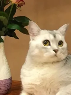 🙄 emoji говно хуйня и цитаты Telegram sticker 2 of 119