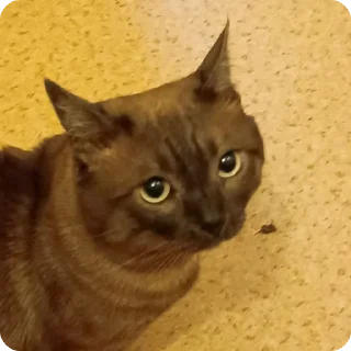 🥹 emoji Хуйня и картинки Telegram sticker 11 of 26