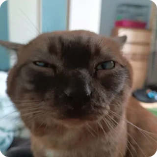 😎 emoji Хуйня и картинки Telegram sticker 5 of 26