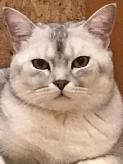 🤨 emoji говно хуйня и цитаты Telegram sticker 1 of 119