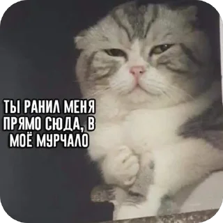 😢 emoji 🐱 Telegram sticker 13 of 71