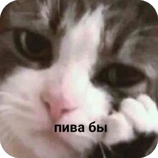 🍺 emoji 🐱 Telegram sticker 7 of 71