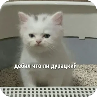 🙄 emoji 🐱 Telegram sticker 9 of 71