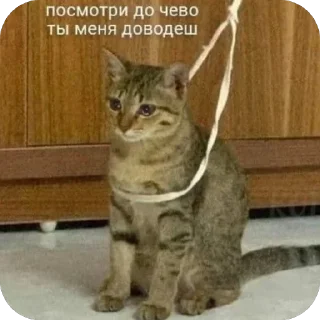 😭 emoji 🐱 Telegram sticker 2 of 71