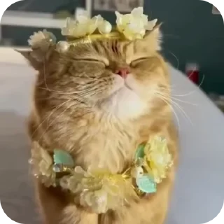 🥰 emoji @just_a_humble_cat Cat Springverse Telegram sticker 12 of 120