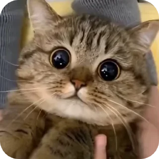 @just_a_humble_cat Cat Springverse sticker 3