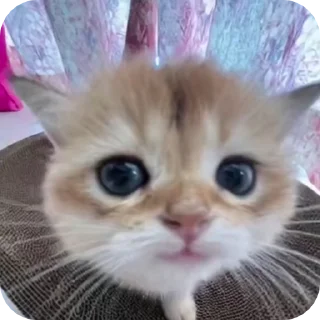 😊 emoji @just_a_humble_cat Cat Springverse Telegram sticker 5 of 120