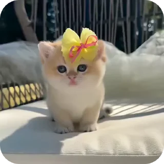 😍 emoji @just_a_humble_cat Cat Springverse Telegram sticker 9 of 120