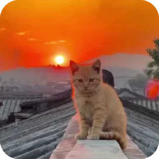 😌 emoji @just_a_humble_cat Cat Springverse Telegram sticker 15 of 120