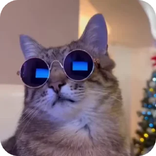 😎 emoji @just_a_humble_cat Cat Springverse Telegram sticker 24 of 120