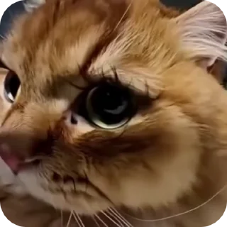 😍 emoji @just_a_humble_cat Cat Springverse Telegram sticker 13 of 120
