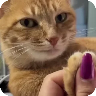 😏 emoji @just_a_humble_cat Cat Springverse Telegram sticker 20 of 120
