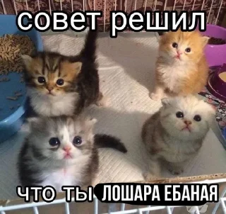 Sticker from Агро котяры😾 @stiki321