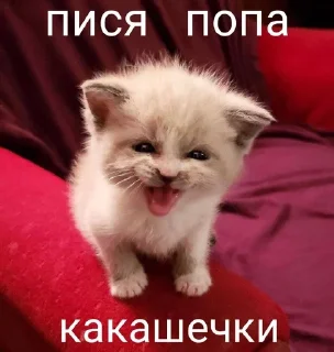 Sticker from Агро котяры😾 @stiki321