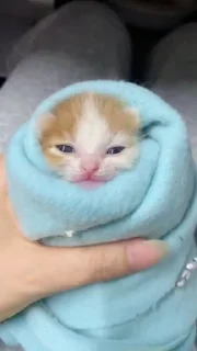 🥰 emoji Кошеня Telegram sticker 21 of 34