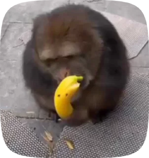 🍌 emoji Больше стиков тут: @stikery4 Telegram sticker 6 of 50