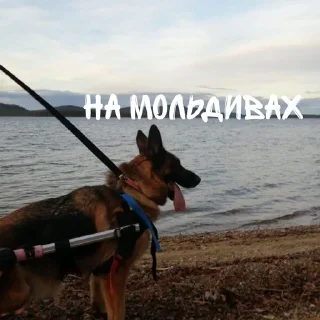 💵 emoji 🐺~^надечка^~🐺 Telegram sticker 6 of 30