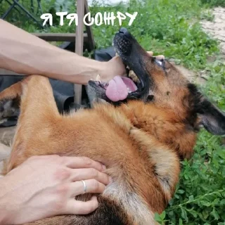 Sticker from 🐺~^надечка^~🐺