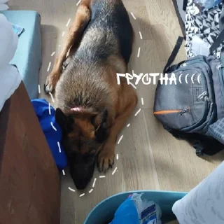 Sticker from 🐺~^надечка^~🐺