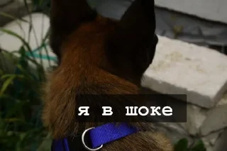 😧 emoji 🐺~^надечка^~🐺 Telegram sticker 22 of 30