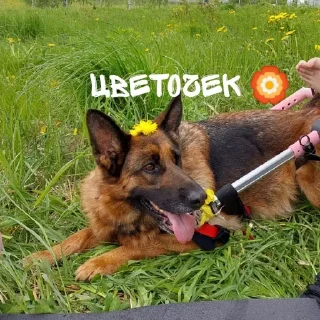 🌸 emoji 🐺~^надечка^~🐺 Telegram sticker 9 of 30
