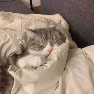 Sticker from っ♡котики♡と