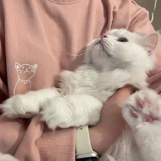 Sticker from っ♡котики♡と