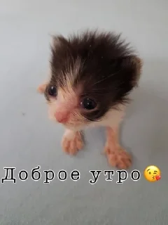 Sticker from Важные переговоры