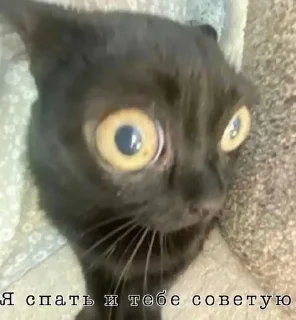 Sticker from Важные переговоры